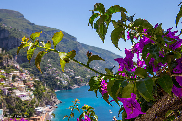 Bougainvillea